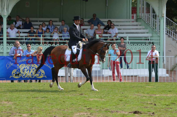 Démonstration de reprise de dressage étalon - TS GRADADELL - 72