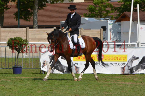 Démonstration de reprise de dressage étalon - TS GRADADELL - 23