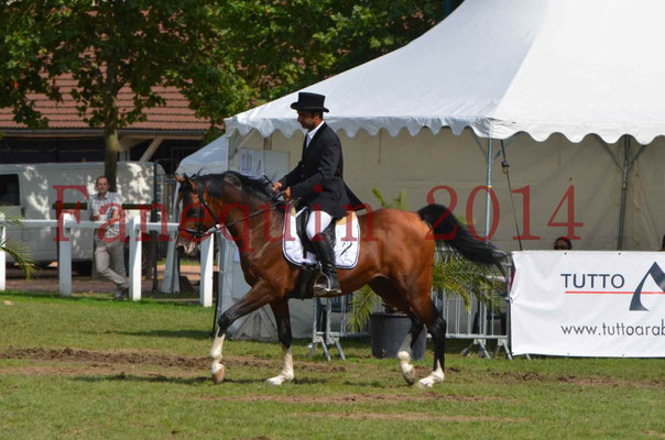 Démonstration de reprise de dressage étalon - TS GRADADELL - 21