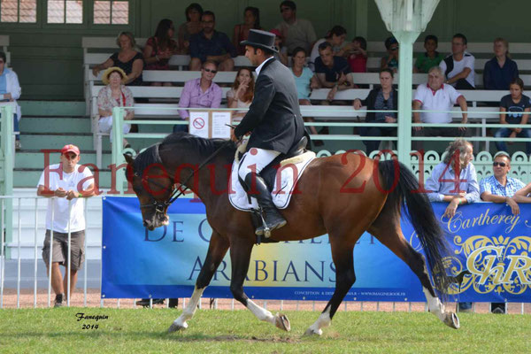 Démonstration de reprise de dressage étalon - TS GRADADELL - 92