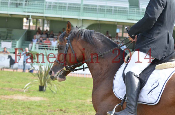 Démonstration de reprise de dressage étalon - TS GRADADELL - 74