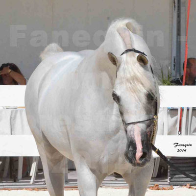 Concours national de Nîmes 2014 - ESTA ESPLANAN - Notre Sélection - Portraits - 04