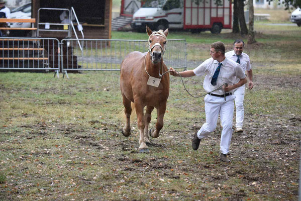 Concours Régional de chevaux de traits en 2017 - Trait COMTOIS - FLOIRIDE 2 - 3