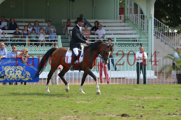 Démonstration de reprise de dressage étalon - TS GRADADELL - 73