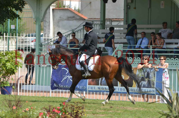 Démonstration de reprise de dressage étalon - TS GRADADELL - 16
