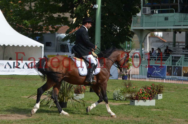 Démonstration de reprise de dressage étalon - TS GRADADELL - 31