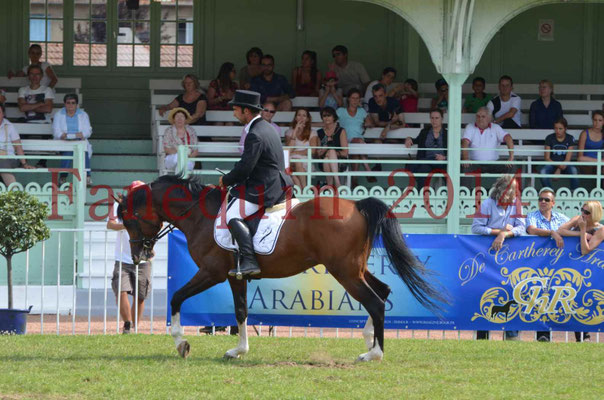 Démonstration de reprise de dressage étalon - TS GRADADELL - 56