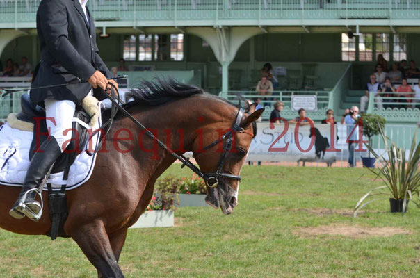 Démonstration de reprise de dressage étalon - TS GRADADELL - 52