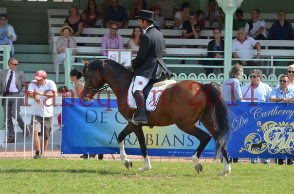 Démonstration de reprise de dressage étalon - TS GRADADELL - 05