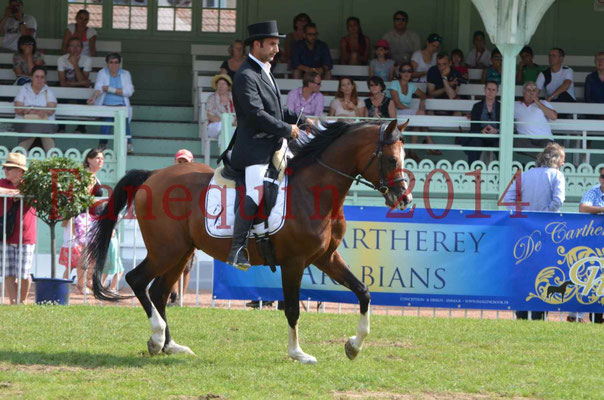 Démonstration de reprise de dressage étalon - TS GRADADELL - 32