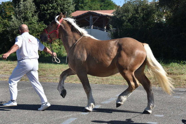 Concours cantonal de chevaux de trait du TARN & GARONNE - LUCIOLE DE BELER - Trait COMTOIS de 1 an