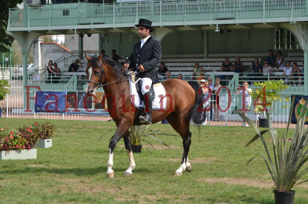 Démonstration de reprise de dressage étalon - TS GRADADELL - 39