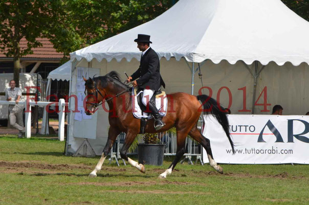 Démonstration de reprise de dressage étalon - TS GRADADELL - 20