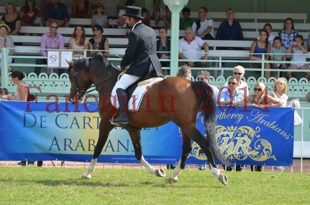 Démonstration de reprise de dressage étalon - TS GRADADELL - 04