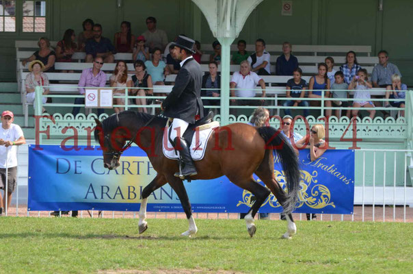 Démonstration de reprise de dressage étalon - TS GRADADELL - 55