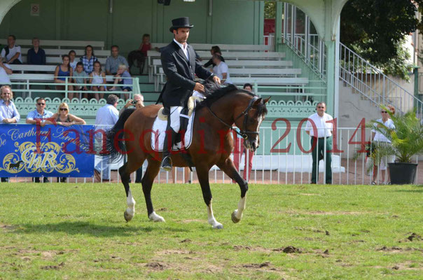 Démonstration de reprise de dressage étalon - TS GRADADELL - 34