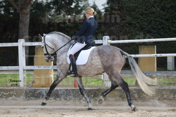 confirmation de chevaux LUSITANIENS Mars 2018 - 