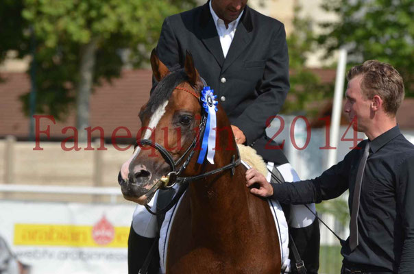Démonstration de reprise de dressage étalon - TS GRADADELL - 85