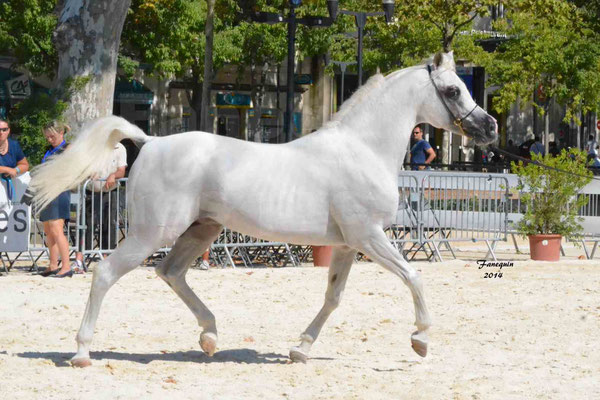 Concours national de Nîmes 2014 - ESTA ESPLANAN - Notre Sélection - 05