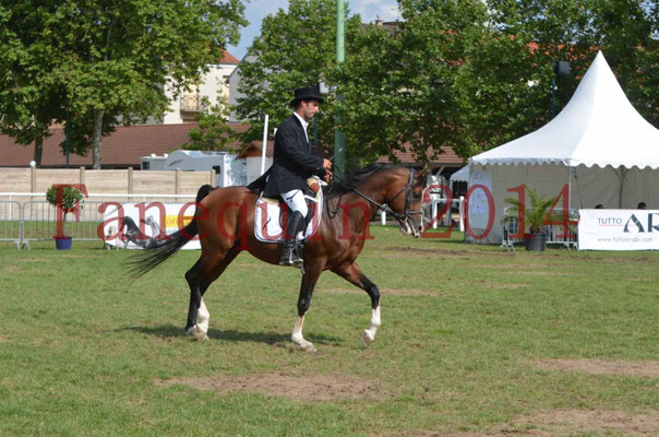 Démonstration de reprise de dressage étalon - TS GRADADELL - 27
