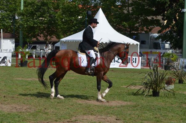 Démonstration de reprise de dressage étalon - TS GRADADELL - 30