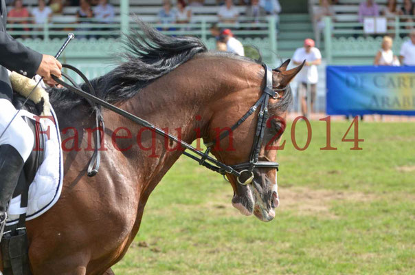 Démonstration de reprise de dressage étalon - TS GRADADELL - 03