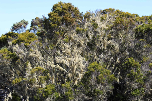 ARBRE COUVERT DE LICHEN SUR LA RANDO DU GRAND BENARE