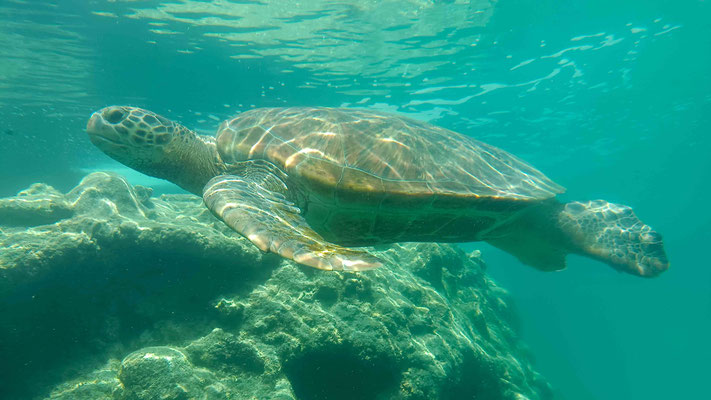 TORTUE VERTE EN CONVALESCENCE A KELONIA SAINT LEU