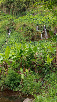 A L'ANSE DES CASCADES A SAINTE ROSE