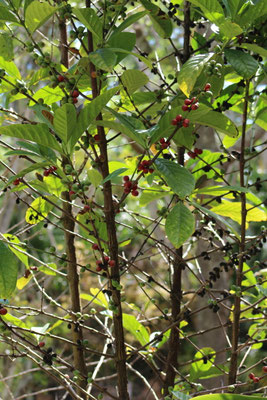 CAFEIER AU MASCARIN JARDIN BOTANIQUE DE LA REUNION