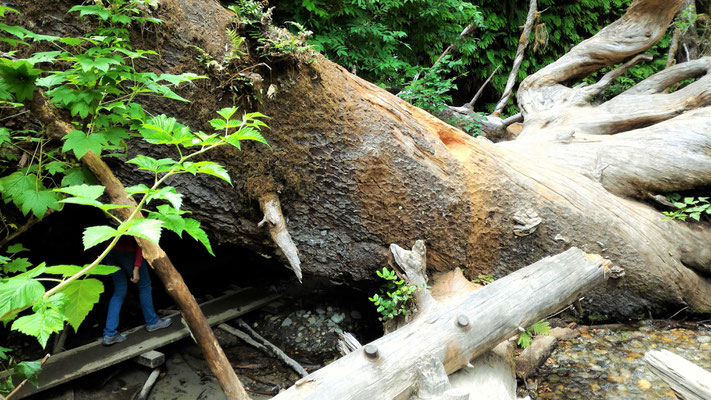 FERN CANYON DAY USE DANS LE REDWOOD STATE PARK EN CALIFORNIE