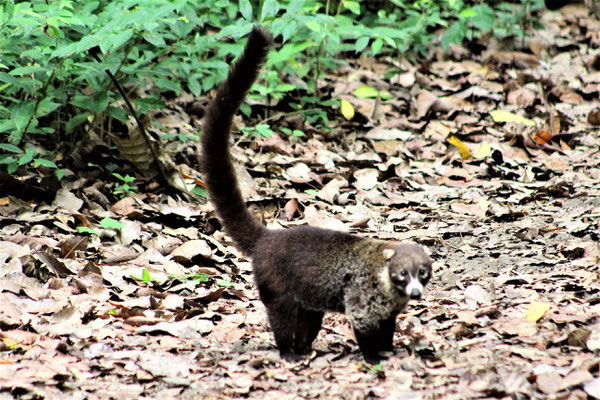 UN COUATI A NEZ BLANC AU PARC NATIONAL SOBERANIA AU PANAMA