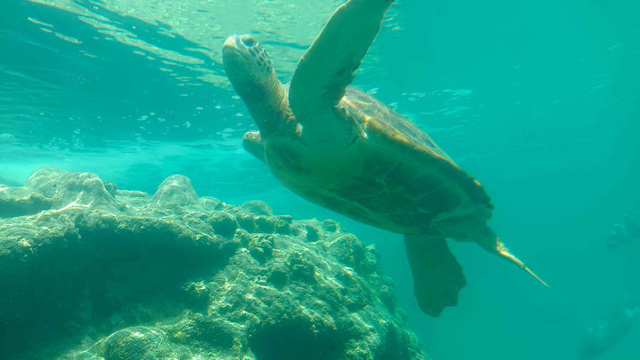 TORTUE VERTE EN CONVALESCENCE IL LUI MANQUE LA PATTE AVANT DROITE A KELONIA SAINT LEU