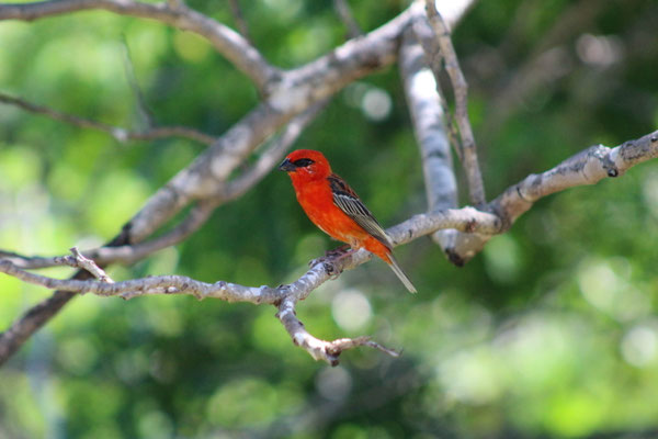 un OISEAU CARDINAL PENDANT UNE RANDO DANS LA FORET DE L'ETANG SALE LES BAINS