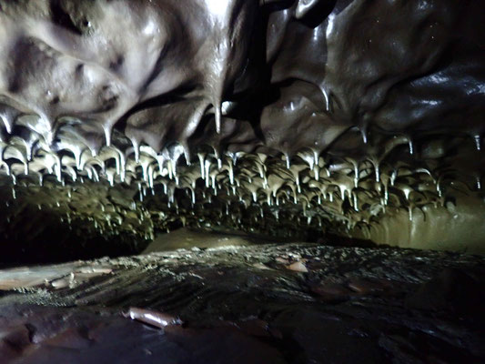 LE PLAFOND D'UN TUNNEL DE LAVE DE LA COULEE DE 2004 