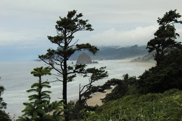 SUR LA ROAD PACIFIC COAT OSWALD WEST STATE PARK (ETAT DE L'OREGON) 