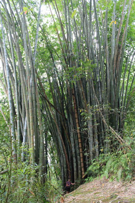 JOSIANE AU MILIEU DES BAMBOUS SUR LE SENTIER DU BASSIN DE LA MER