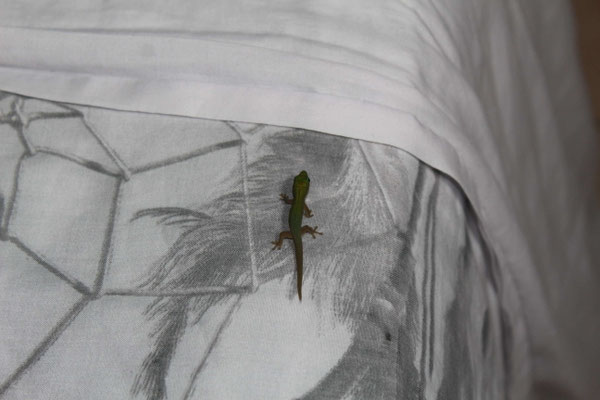 UN LEZARD SUR NOTRE LIT A SAINT BENOIT