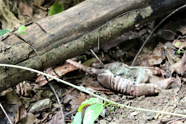 LES RESTES D'UN TATOU MORT AU PARC MANUEL ANTONIO A QUEPOS