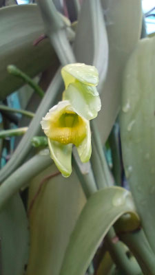 FLEUR DE VANILLE A LA COOPERATIVE DE LA VANILLE A BRAS PANON