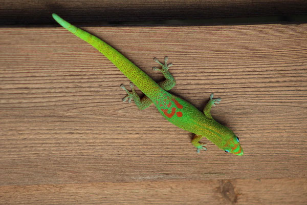 LEZARD VERT DE MADAGASCAR A NOTRE LOGEMENT