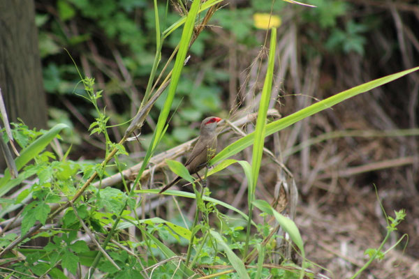 OISEAU BEC ROSE SUR LE CHEMIN DU TOUR DES ROCHES A SAINT PAUL