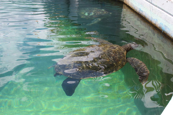 TORTUE IMBRIQUEE EN CONVALESCENCE A KELONIA A SAINT LEU