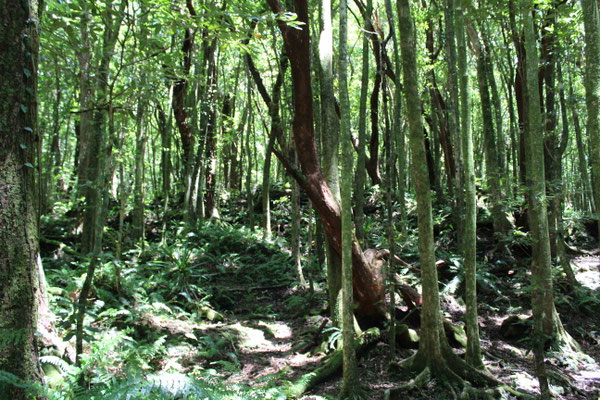  LA RANDO DU SENTIER BOTANIQUE DE LA FORET DE MARE LONGUE SAINT PHILIPPE
