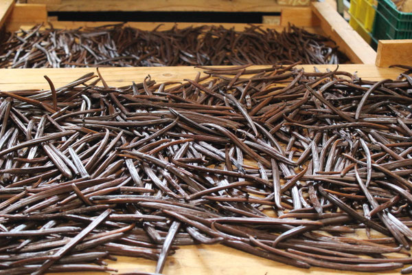 GOUSSES DE VANILLE A DIFFERENTS STADES DE SECHAGE A LA COOPERATIVE DE LA VANILLE A BRAS PANON