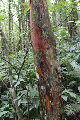 TAN ROUGE OU BOIS DE ROSE SUR LE SENTIER DU BON ACCUEIL AU MAKES