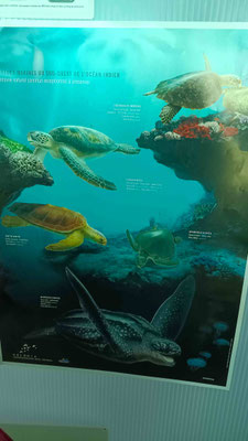 LE 22/11 A KELONIA HOPITAL DES TORTUES UN PANNEAU INFO A SAINT LEU
