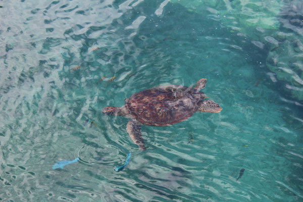 TORTUE VERTE A KELONIA SAINT LEU