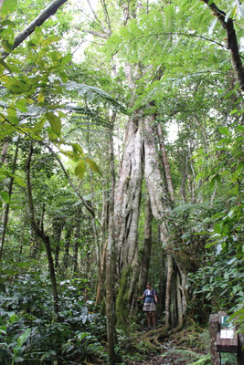 ARBRE REMARQUABLE AFFOUCHE A TROIS TRONCS LE SENTIER DU BON ACCUEIL AU MAKES