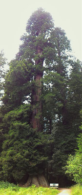 DES REDWOODS A BIG TREES WAYSIDE DANS LE REDWOOD STATE PARK EN CALIFORNIE